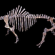 Wooly Rhino skeleton (Image: Didier Descouens/Wikimedia Commons)